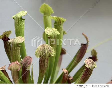 サラセニア 食虫植物 サラセニア 食虫植物 106378526