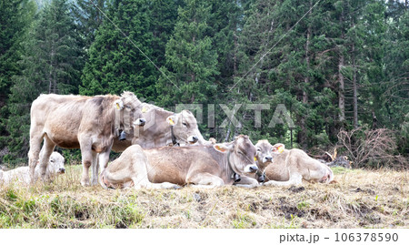 Domestic cattle (Braunvieh Cattle) in the Dolomites 106378590