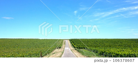 French vineyard during summertime, selective focus 106378607