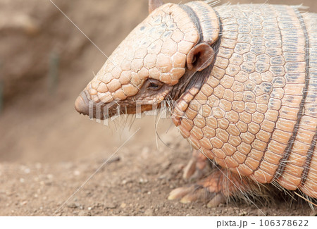 Six-Banded Armadillo (Euphractus Sexcinctus), selective focus 106378622
