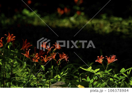 三毳山公園太田和自生地に咲くキツネノカミソリ 106378984