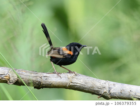 Red-backed Fairy-wren in South East Queensland, Australia.  106379355