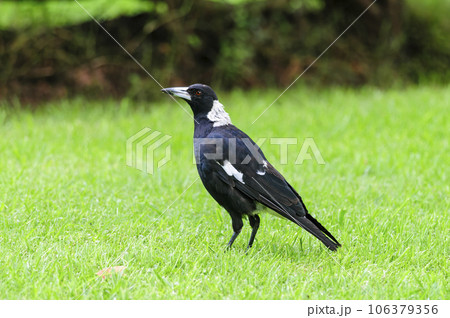 An Australian Magpie in a city park in Toowoomba, Queensland, Australia. 106379356