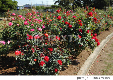 荒尾市　おもやい市民花壇　バラの花、 106379409