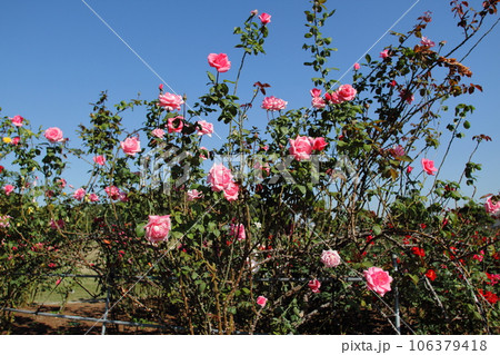 荒尾市 おもやい市民花壇 バラの花、 荒尾市 おもやい市民花壇 バラの花、 106379418