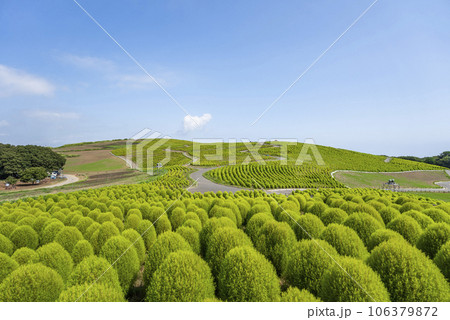 夏のひたち海浜公園 青々としたたくさんのコキア 茨城県ひたちなか市 夏のひたち海浜公園 青々としたたくさんのコキア 茨城県ひたちなか市 106379872