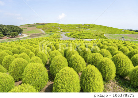 夏のひたち海浜公園　青々としたたくさんのコキア　茨城県ひたちなか市 106379875