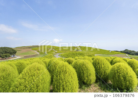 夏のひたち海浜公園 青々としたたくさんのコキア 茨城県ひたちなか市 夏のひたち海浜公園 青々としたたくさんのコキア 茨城県ひたちなか市 106379876