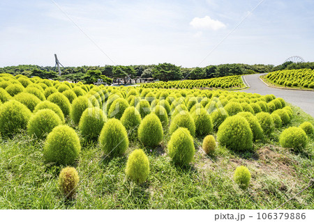 夏のひたち海浜公園 青々としたたくさんのコキア 茨城県ひたちなか市 夏のひたち海浜公園 青々としたたくさんのコキア 茨城県ひたちなか市 106379886