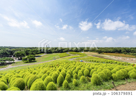 夏のひたち海浜公園 青々としたたくさんのコキア 茨城県ひたちなか市 夏のひたち海浜公園 青々としたたくさんのコキア 茨城県ひたちなか市 106379891