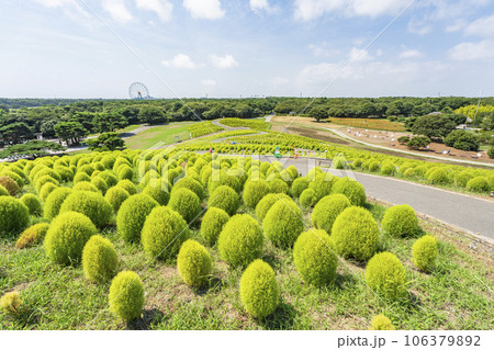 夏のひたち海浜公園　青々としたたくさんのコキア　茨城県ひたちなか市 106379892