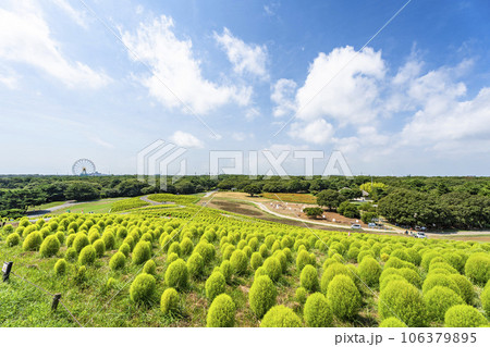 夏のひたち海浜公園 青々としたたくさんのコキア 茨城県ひたちなか市 夏のひたち海浜公園 青々としたたくさんのコキア 茨城県ひたちなか市 106379895