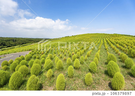 夏のひたち海浜公園 青々としたたくさんのコキア 茨城県ひたちなか市 夏のひたち海浜公園 青々としたたくさんのコキア 茨城県ひたちなか市 106379897