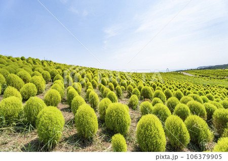 夏のひたち海浜公園　青々としたたくさんのコキア　茨城県ひたちなか市 106379905