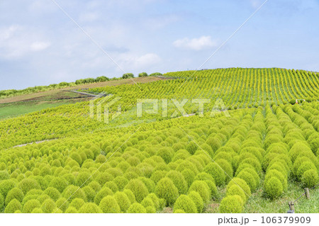 夏のひたち海浜公園 青々としたたくさんのコキア 茨城県ひたちなか市 夏のひたち海浜公園 青々としたたくさんのコキア 茨城県ひたちなか市 106379909