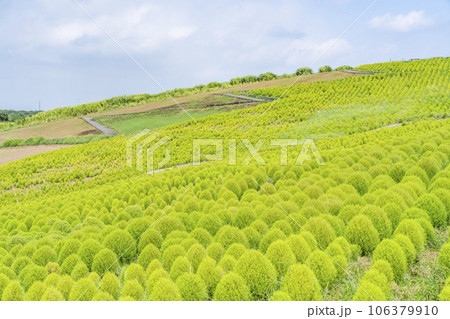 夏のひたち海浜公園　青々としたたくさんのコキア　茨城県ひたちなか市 106379910
