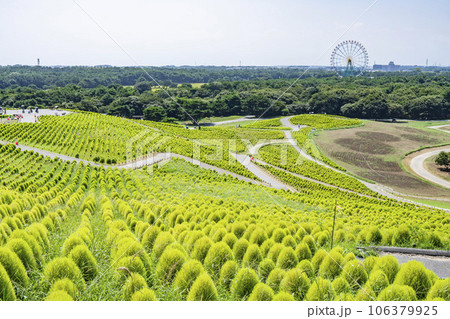 夏のひたち海浜公園 青々としたたくさんのコキア 茨城県ひたちなか市 夏のひたち海浜公園 青々としたたくさんのコキア 茨城県ひたちなか市 106379925