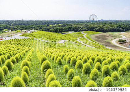 夏のひたち海浜公園　青々としたたくさんのコキア　茨城県ひたちなか市 106379926