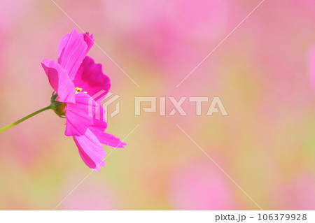美しいピンクのコスモス 106379928