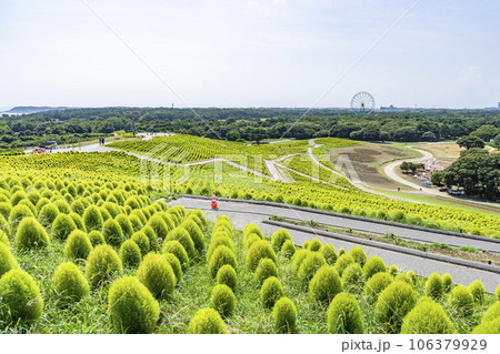 夏のひたち海浜公園 青々としたたくさんのコキア 茨城県ひたちなか市 夏のひたち海浜公園 青々としたたくさんのコキア 茨城県ひたちなか市 106379929