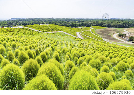 夏のひたち海浜公園 青々としたたくさんのコキア 茨城県ひたちなか市 夏のひたち海浜公園 青々としたたくさんのコキア 茨城県ひたちなか市 106379930