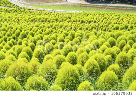 夏のひたち海浜公園　青々としたたくさんのコキア　茨城県ひたちなか市 106379932