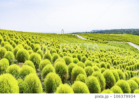 夏のひたち海浜公園　青々としたたくさんのコキア　茨城県ひたちなか市 106379934