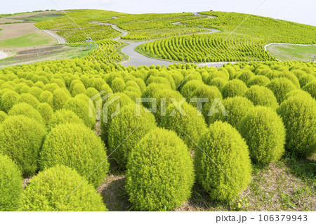 夏のひたち海浜公園　青々としたたくさんのコキア　茨城県ひたちなか市 106379943