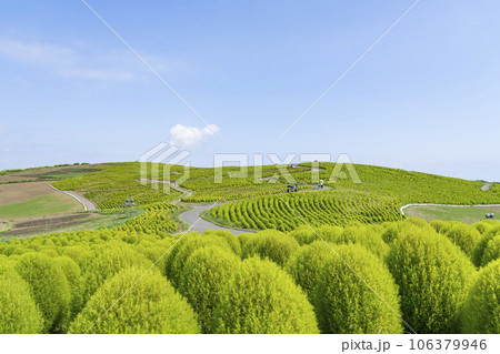 夏のひたち海浜公園 青々としたたくさんのコキア 茨城県ひたちなか市 夏のひたち海浜公園 青々としたたくさんのコキア 茨城県ひたちなか市 106379946