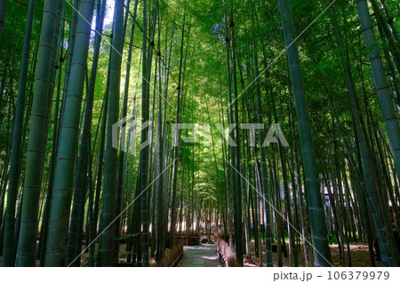 竹の寺　報国寺 106379979