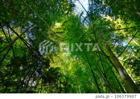 竹の寺 報国寺 竹の寺 報国寺 106379987