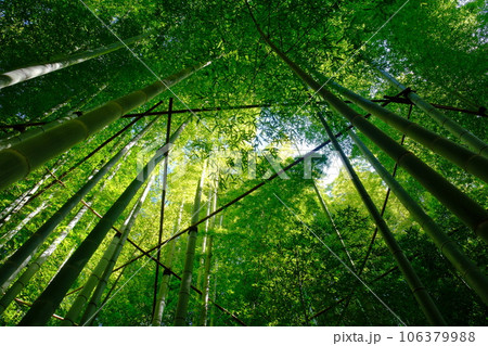 竹の寺　報国寺 106379988