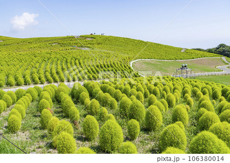 夏のひたち海浜公園　青々としたたくさんのコキア　茨城県ひたちなか市 106380014