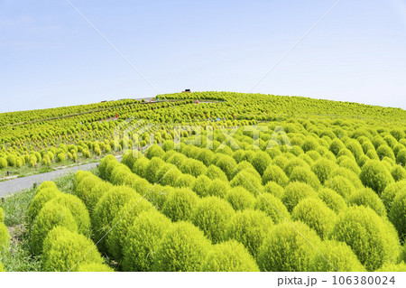 夏のひたち海浜公園　青々としたたくさんのコキア　茨城県ひたちなか市 106380024
