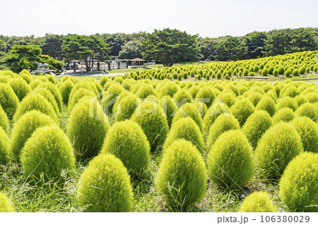 夏のひたち海浜公園　青々としたたくさんのコキア　茨城県ひたちなか市 106380029
