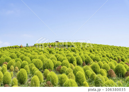 夏のひたち海浜公園　青々としたたくさんのコキア　茨城県ひたちなか市 106380035