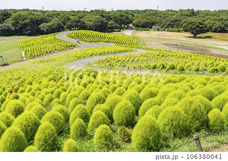 夏のひたち海浜公園　青々としたたくさんのコキア　茨城県ひたちなか市 106380041