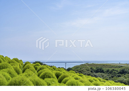 夏のひたち海浜公園　青々としたたくさんのコキア　茨城県ひたちなか市 106380045