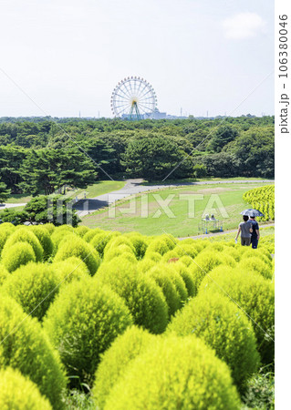 夏のひたち海浜公園　青々としたたくさんのコキア　茨城県ひたちなか市 106380046
