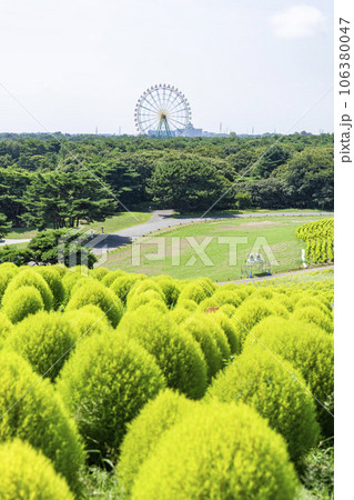 夏のひたち海浜公園 青々としたたくさんのコキア 茨城県ひたちなか市 夏のひたち海浜公園 青々としたたくさんのコキア 茨城県ひたちなか市 106380047