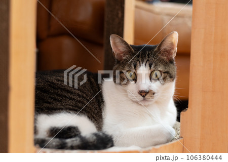 くつろぐ猫 キジトラ猫 くつろぐ猫 キジトラ猫 106380444