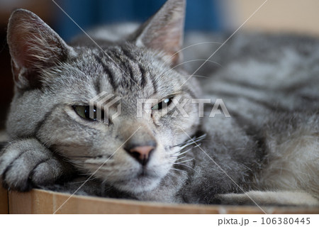 眠る猫　サバトラ猫 106380445