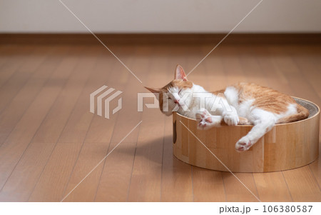 眠る猫 茶トラ白 眠る猫 茶トラ白 106380587