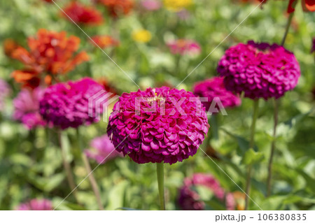 夏のひたち海浜公園 真っ赤に咲いたジニア 茨城県ひたちなか市 夏のひたち海浜公園 真っ赤に咲いたジニア 茨城県ひたちなか市 106380835