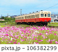 コスモス畑を走るローカル線 106382299