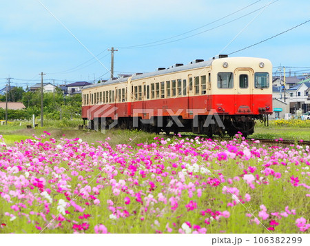コスモス畑を走るローカル線 コスモス畑を走るローカル線 106382299