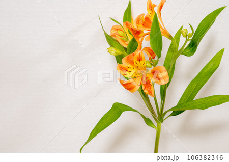 アルストロメリア アルストロメリア 106382346