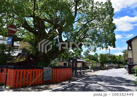 京都上賀茂社家町・藤木社の楠 京都上賀茂社家町・藤木社の楠 106382449