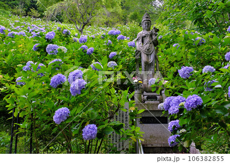 関東随一の名所　麻綿原高原の紫陽花　千葉県 106382855