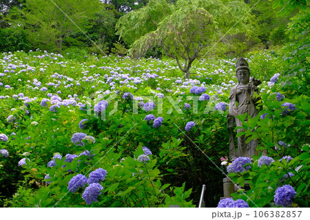 関東随一の名所　麻綿原高原の紫陽花　千葉県 106382857